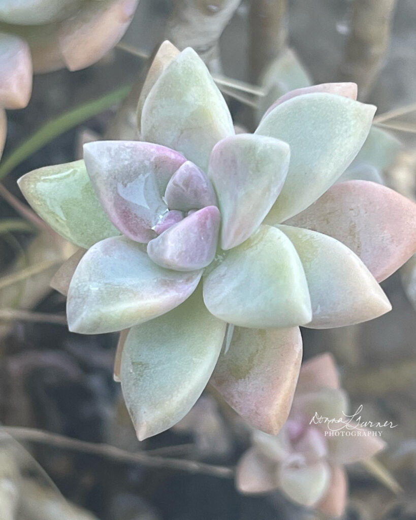 Succulent Flower