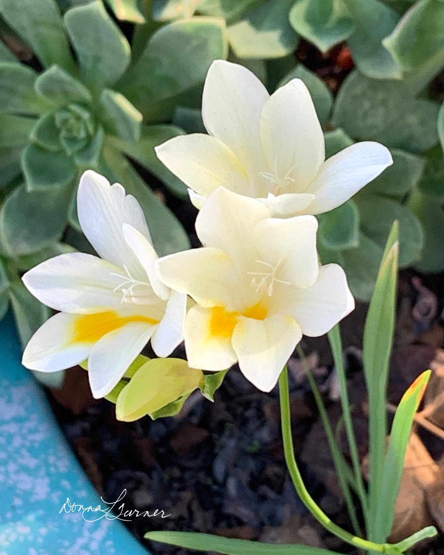 Trinity of Freesias