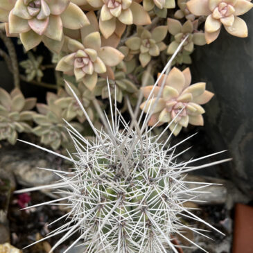 Cactus or Succulent – Prickly or Soft
