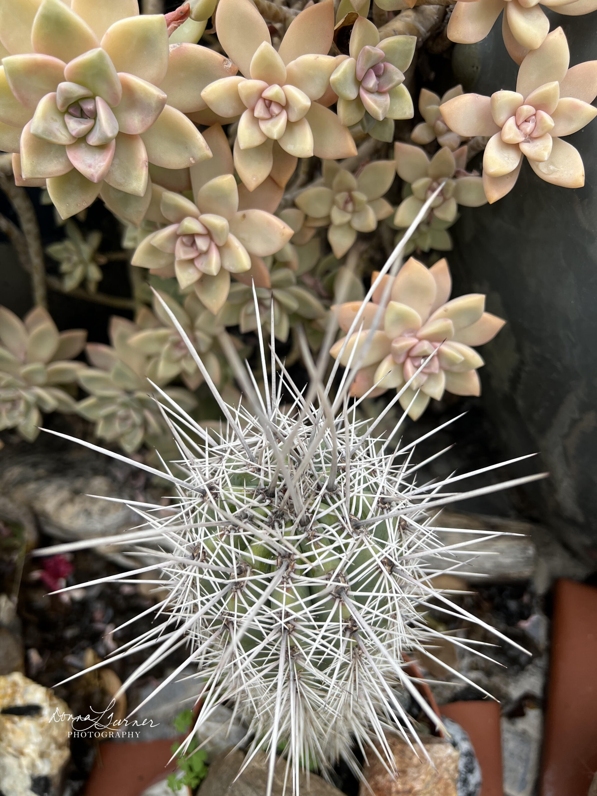 Cactus or Succulent – Prickly or Soft