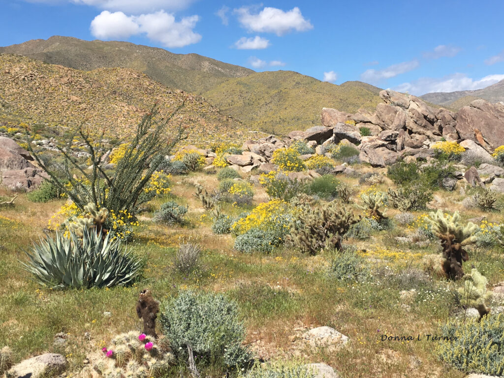 Borrego Desert flowers