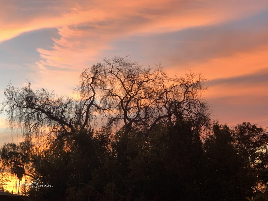 Sunset, bare branches