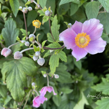 Ragged Point Discovery – Japanese Anemone