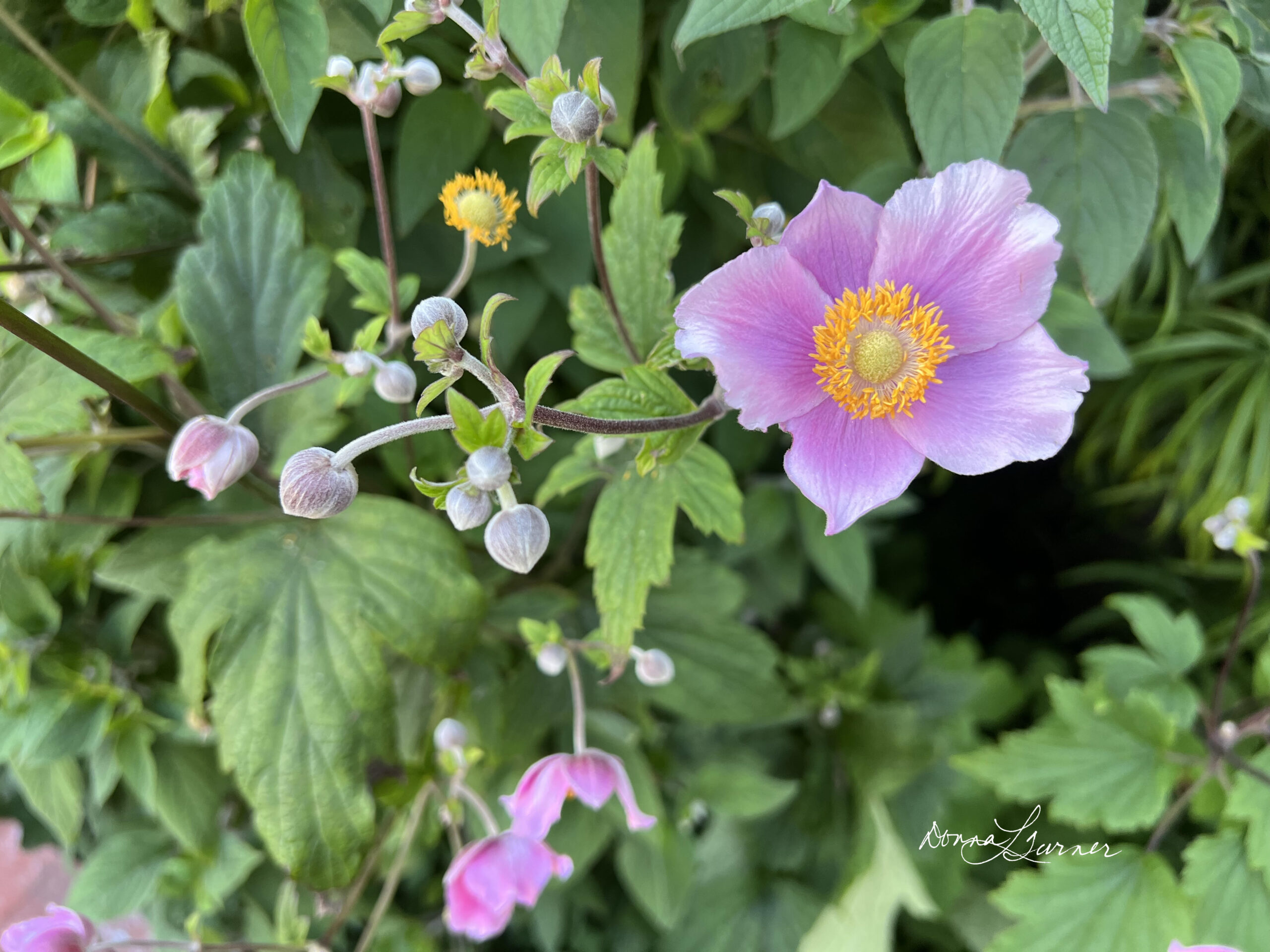 Ragged Point Discovery – Japanese Anemone