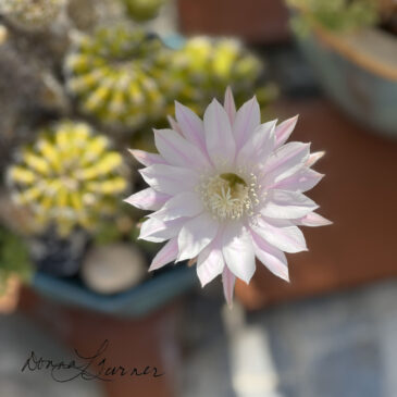 Pink Easter Lily Cactus – don’t blink!