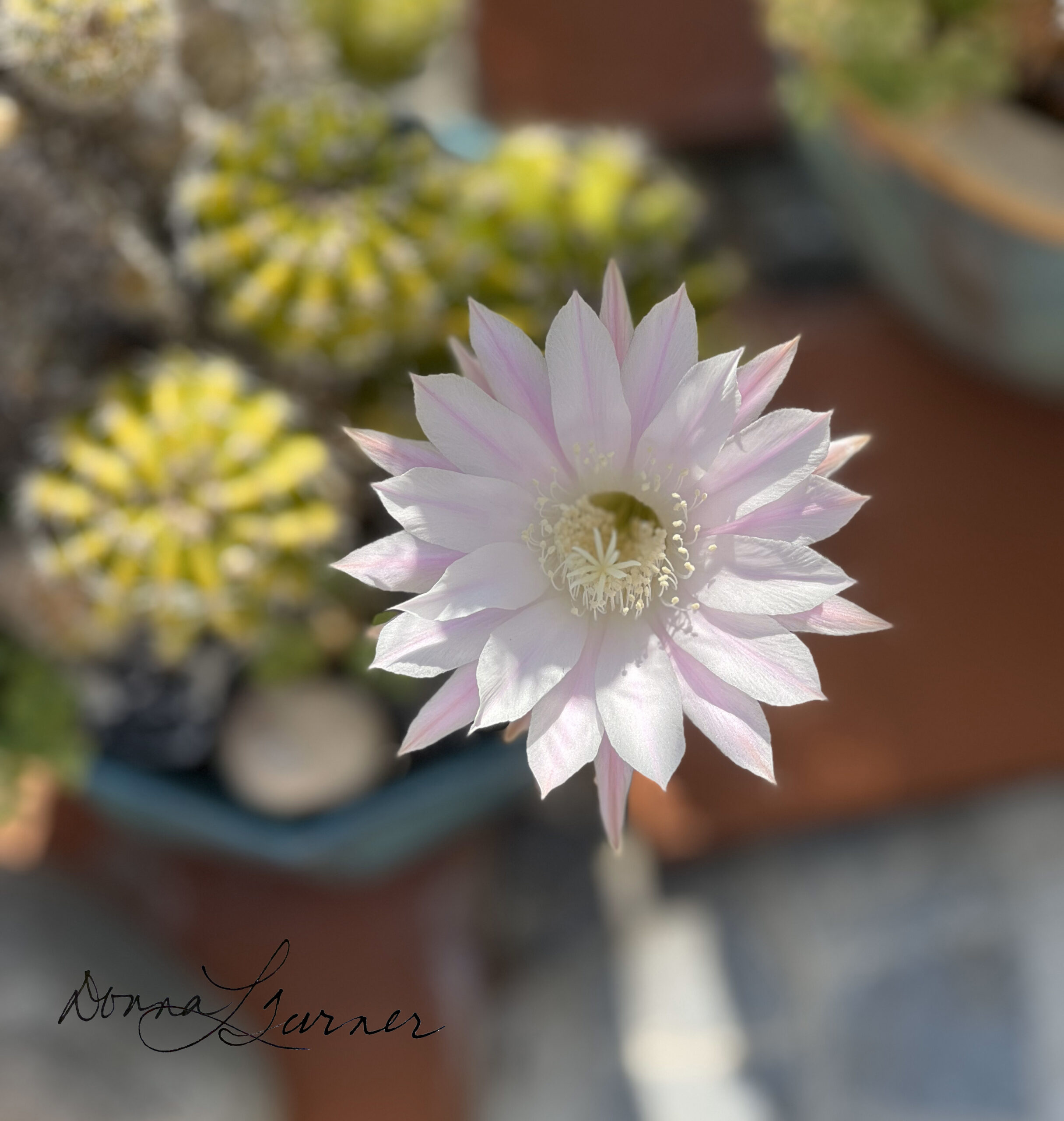 Pink Easter Lily Cactus – don’t blink!