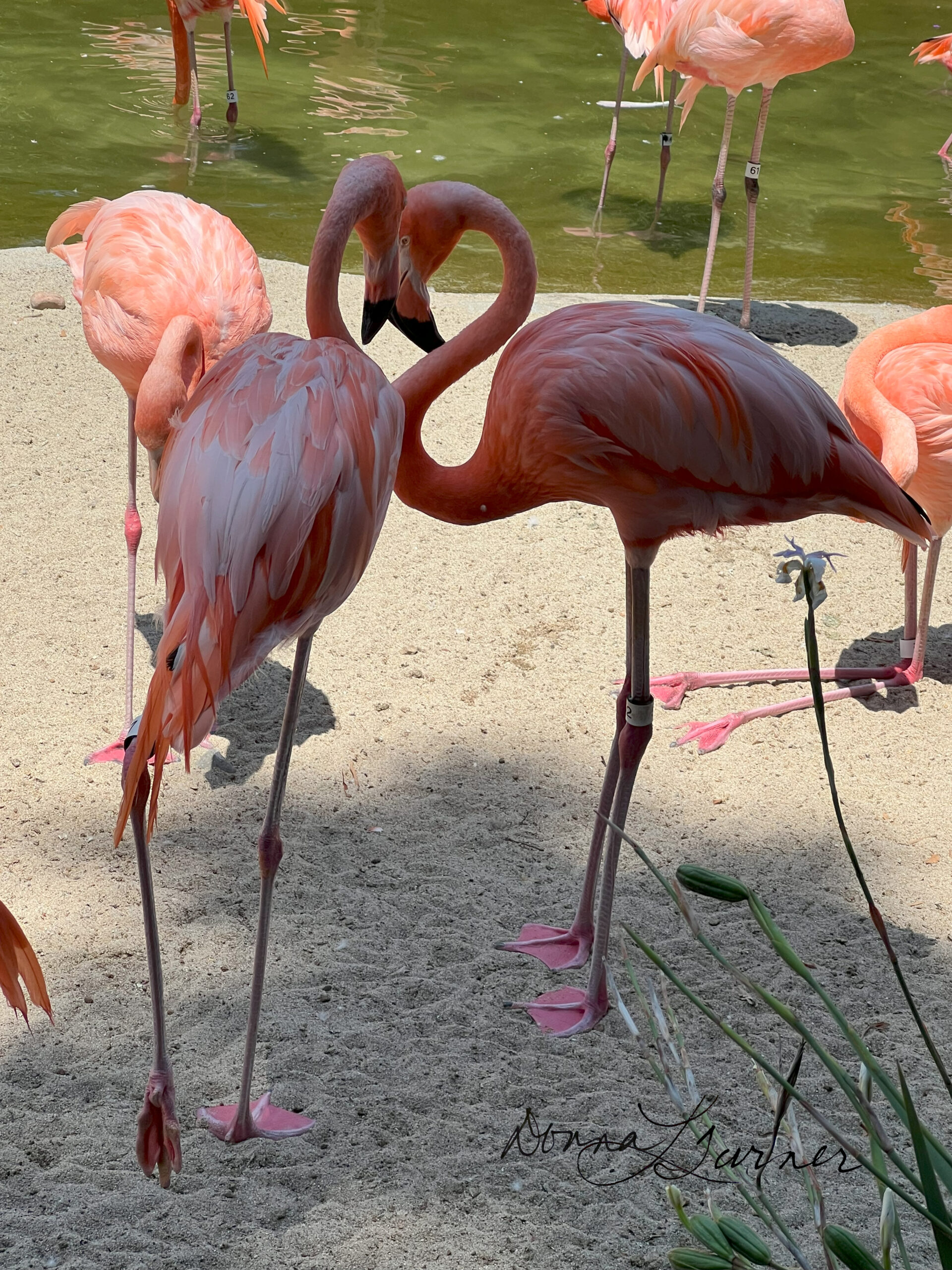 Flamingo Love – peaceful community